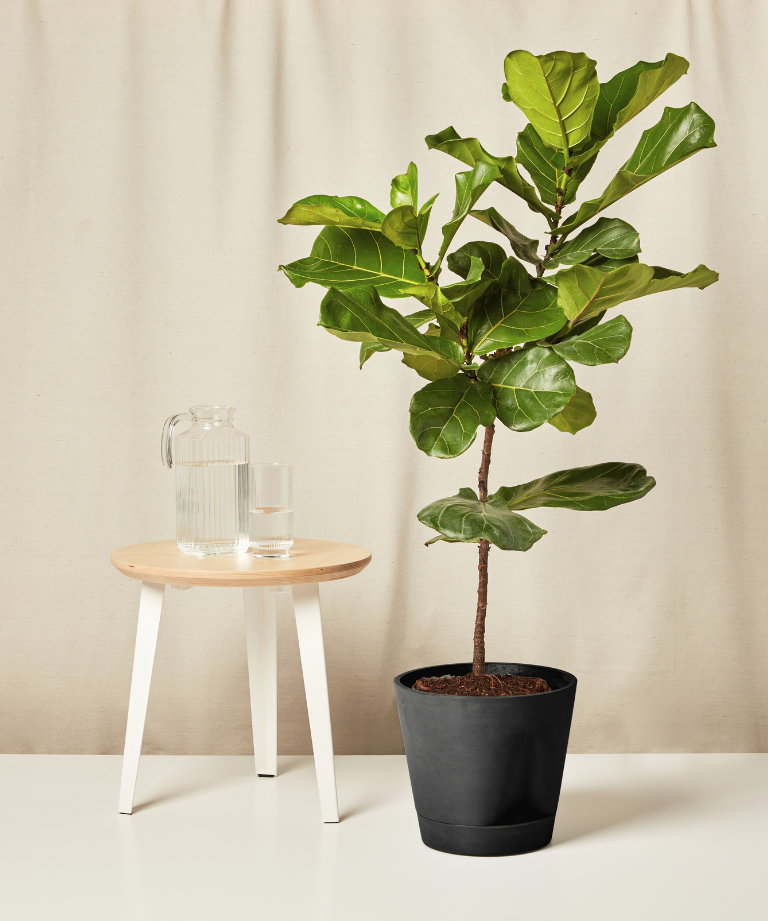 Fiddle Leaf Fig