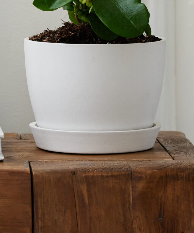 Mini Money Tree