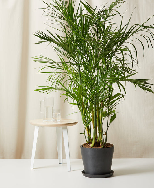 Bamboo Palm