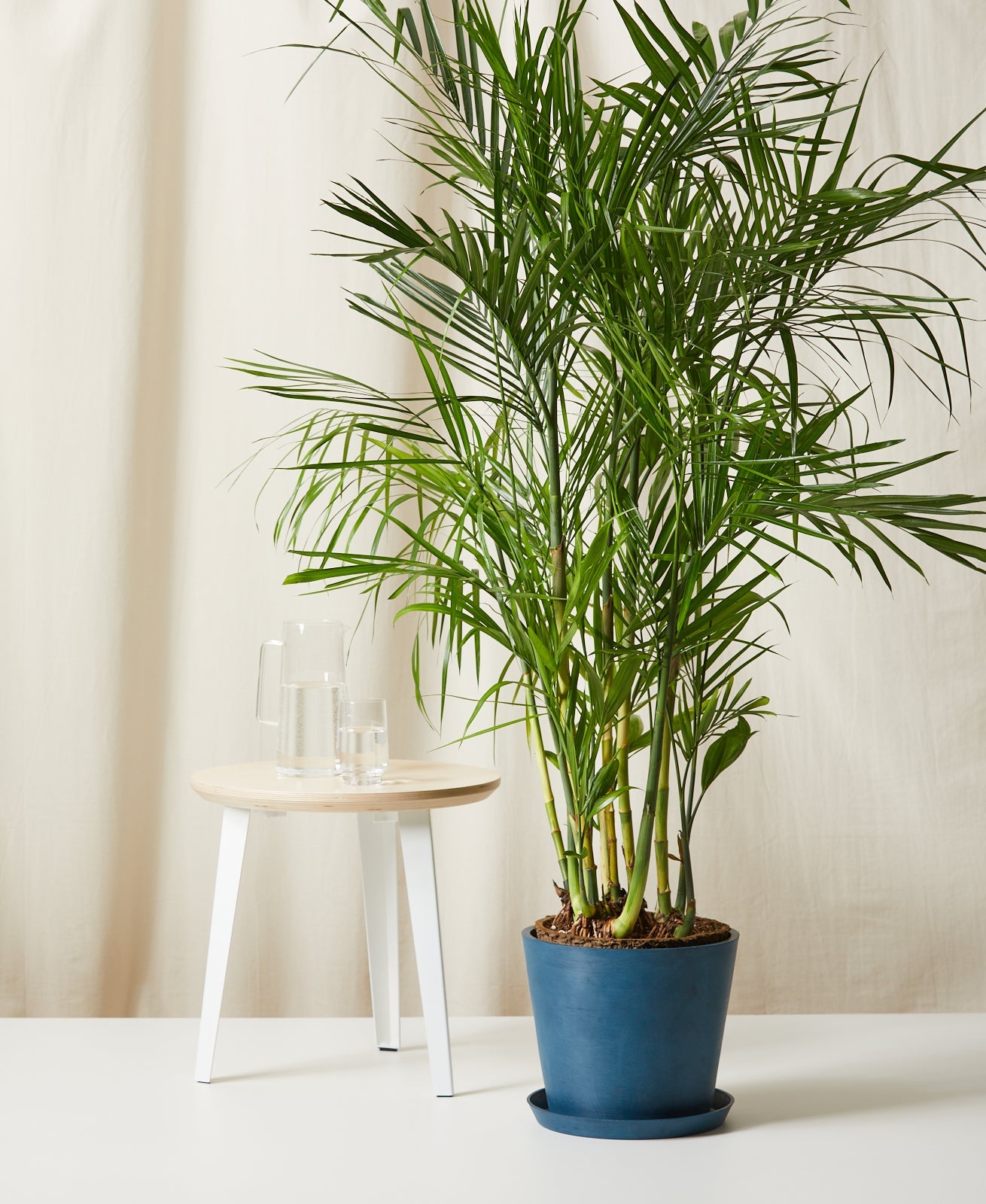 Bamboo Palm