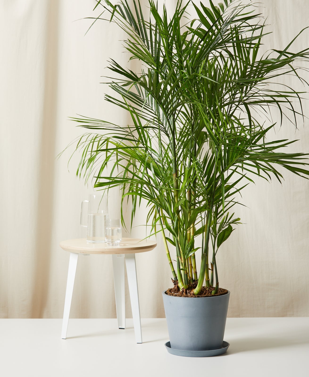 Bamboo Palm