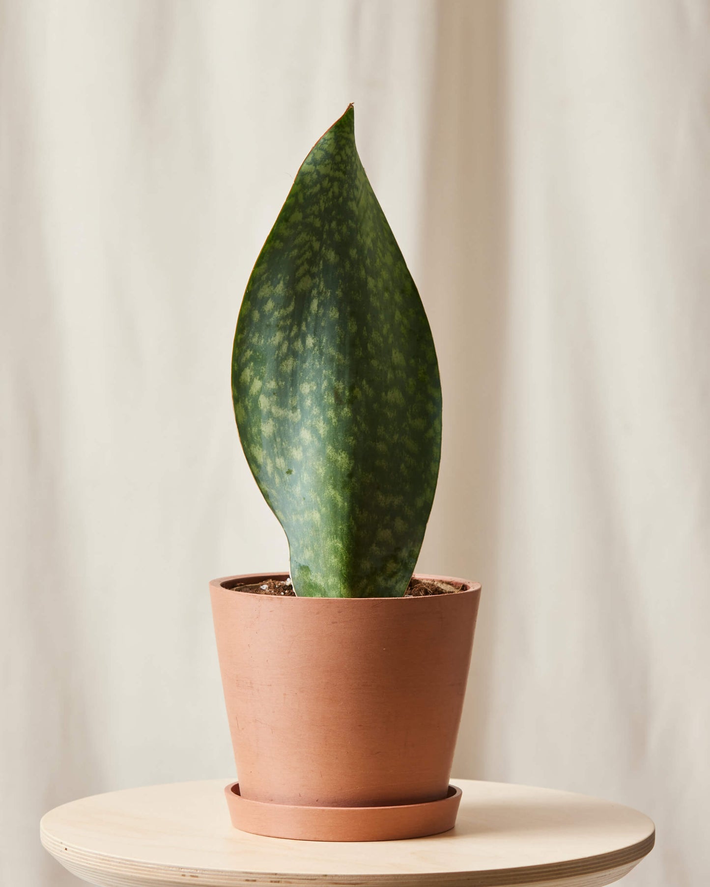 Whale Fin Sansevieria