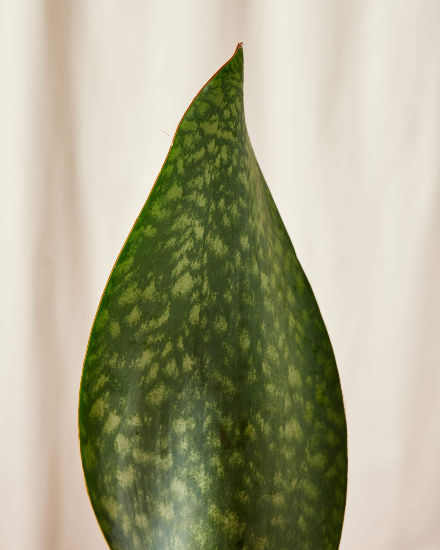 Whale Fin Sansevieria