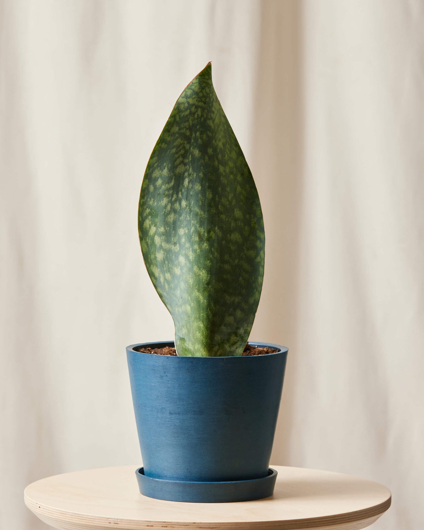 Whale Fin Sansevieria
