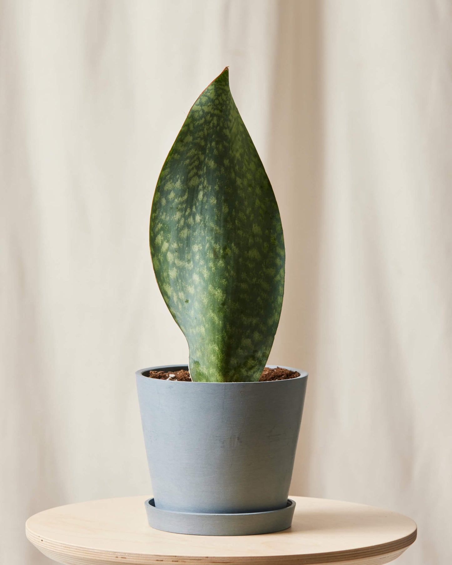 Whale Fin Sansevieria