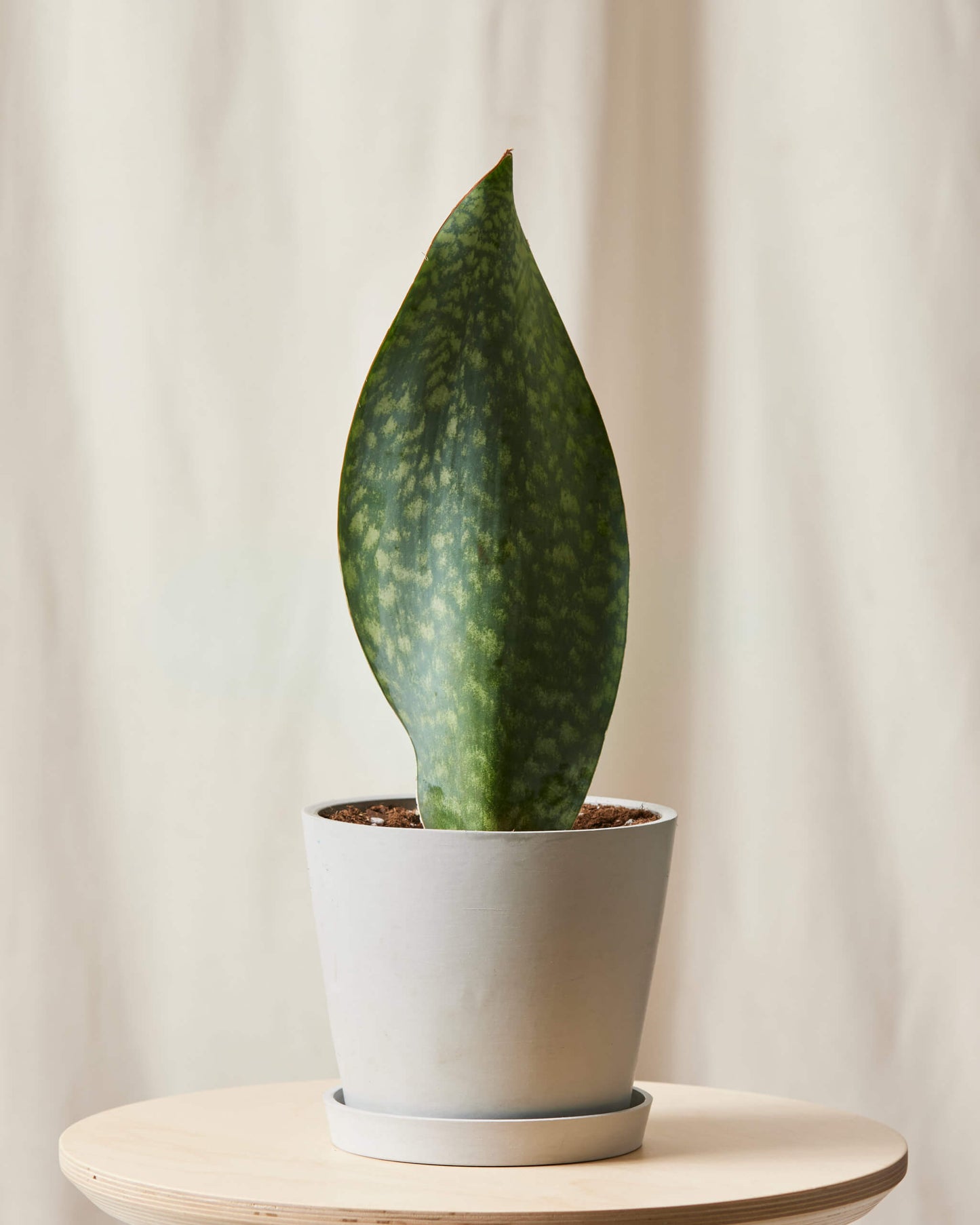 Whale Fin Sansevieria