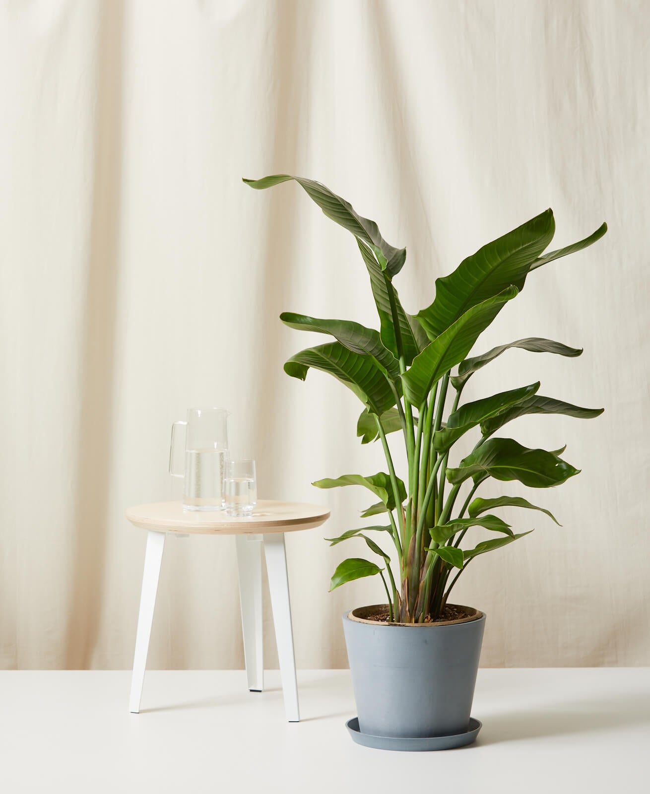 Bird of Paradise