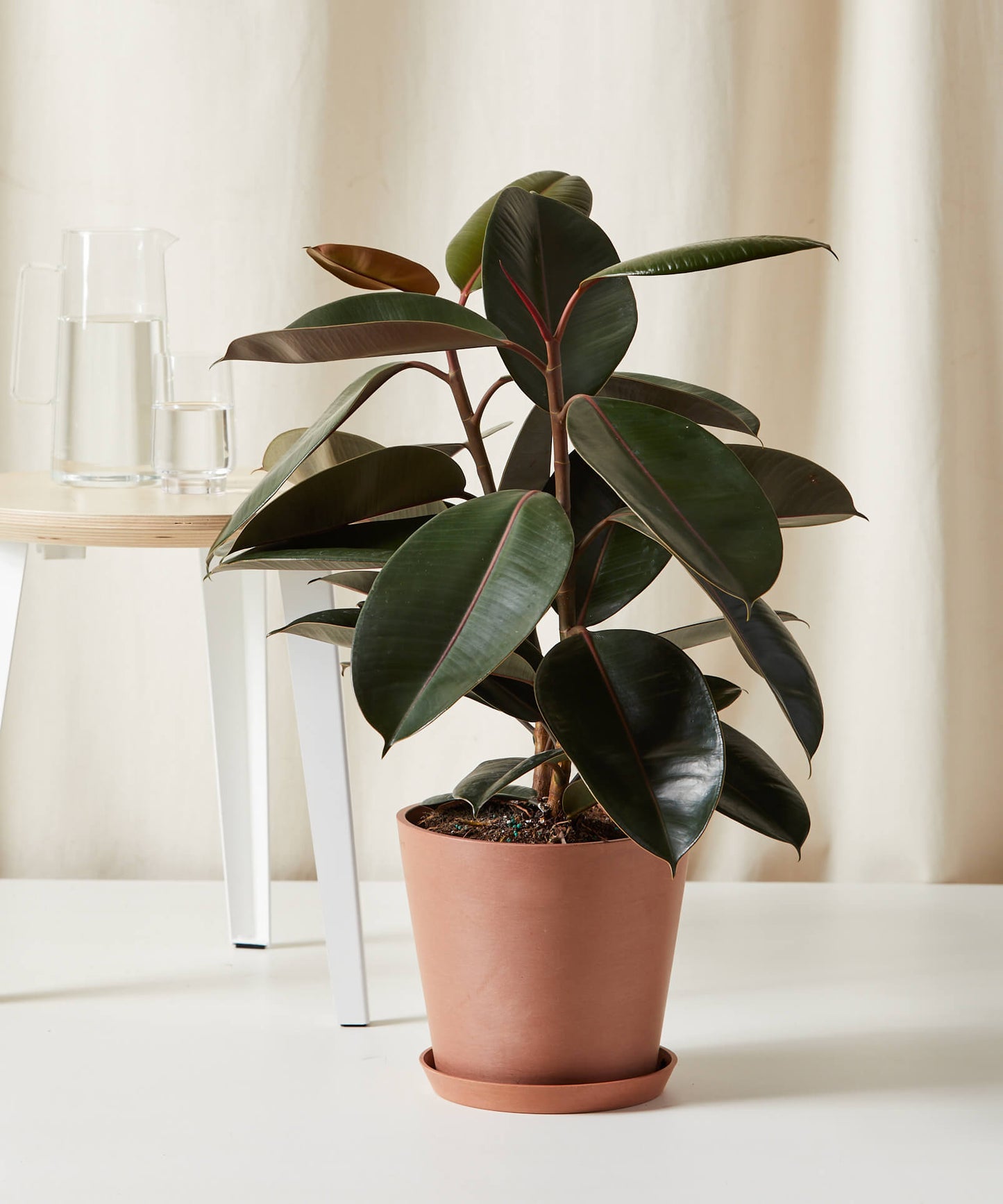 Burgundy Rubber Tree