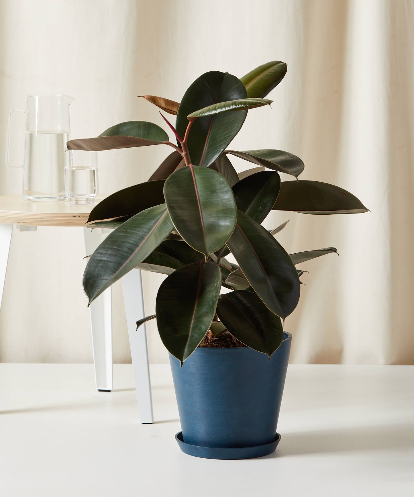 Burgundy Rubber Tree