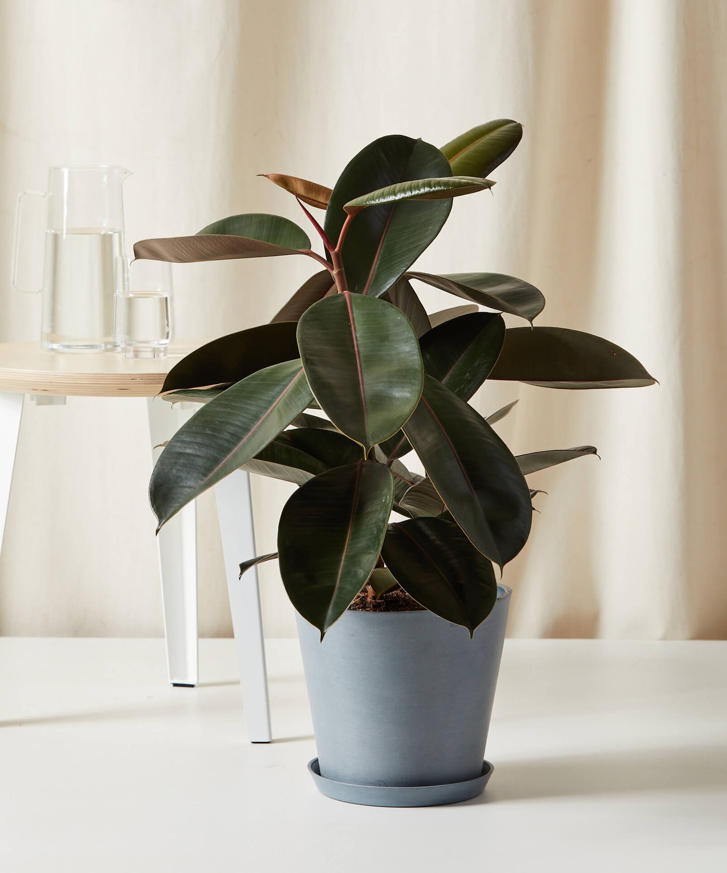 Burgundy Rubber Tree