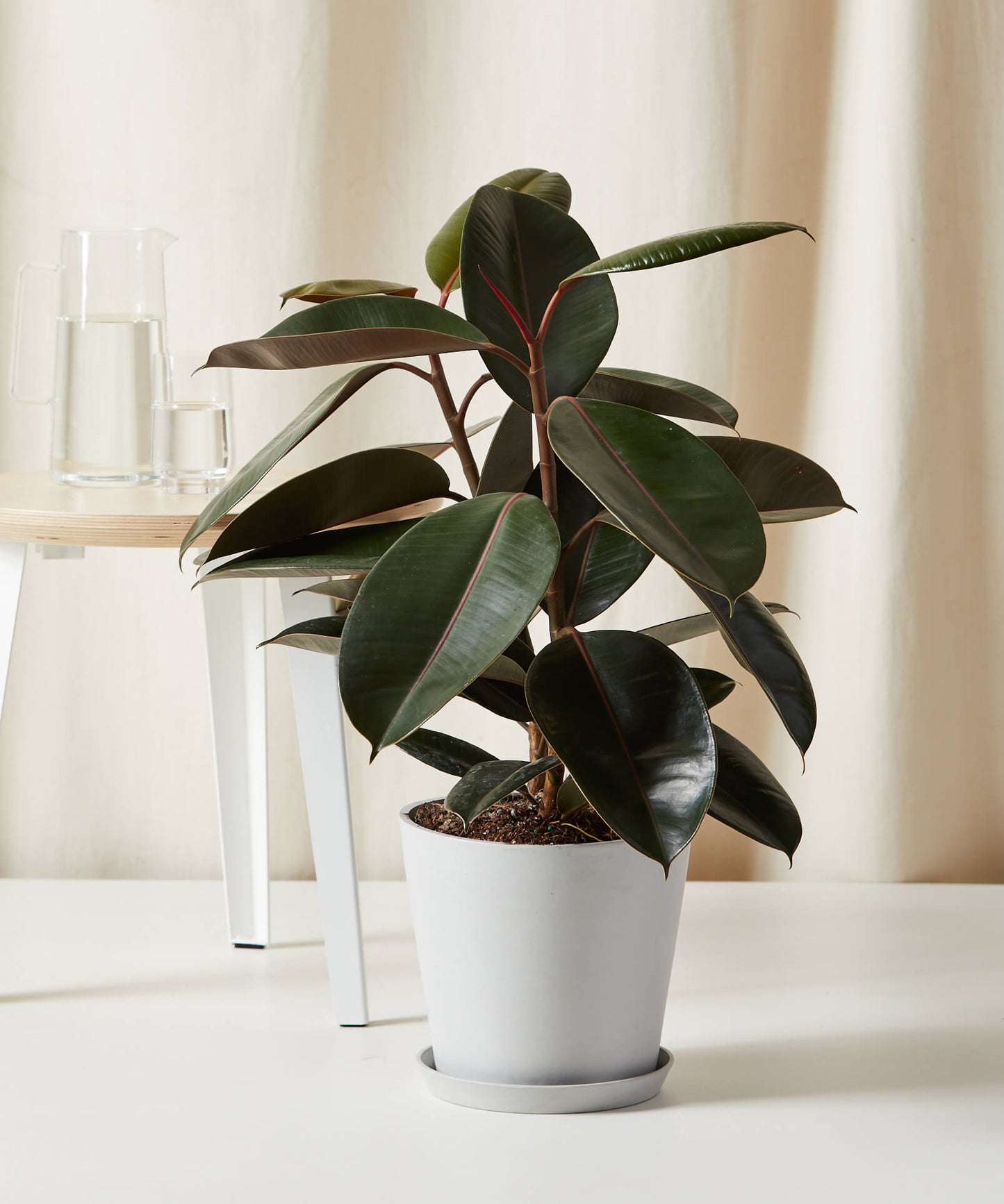 Burgundy Rubber Tree
