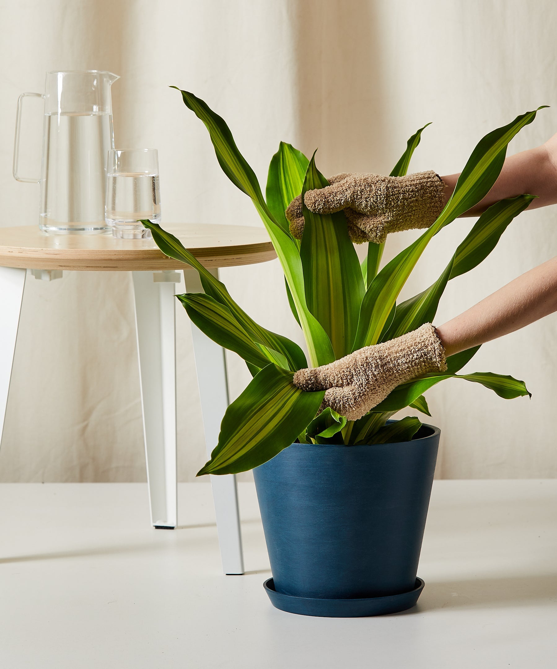 Dracaena with slightly drooping leaves, placed in a bright indoor setting