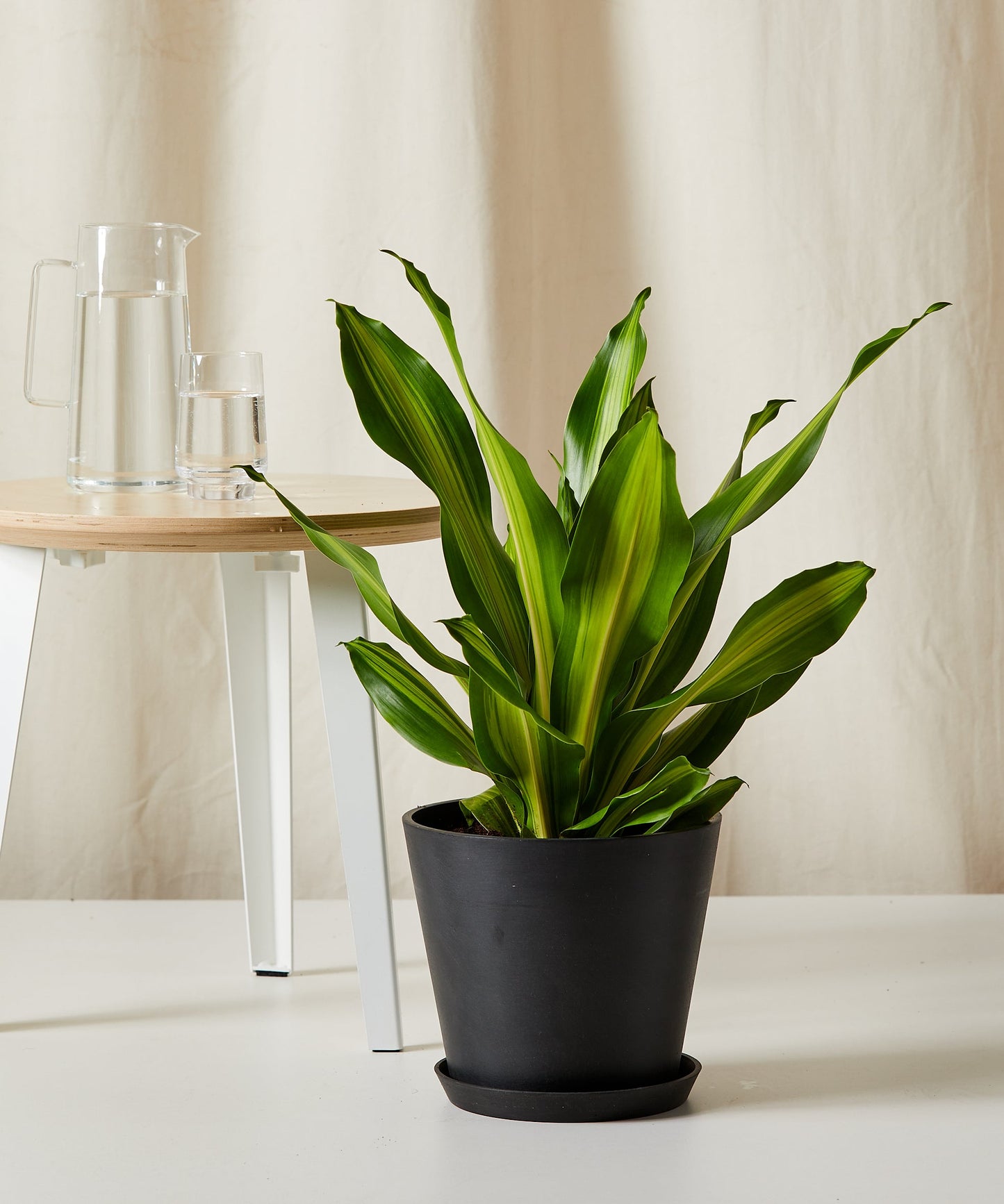 Dracaena Golden Heart