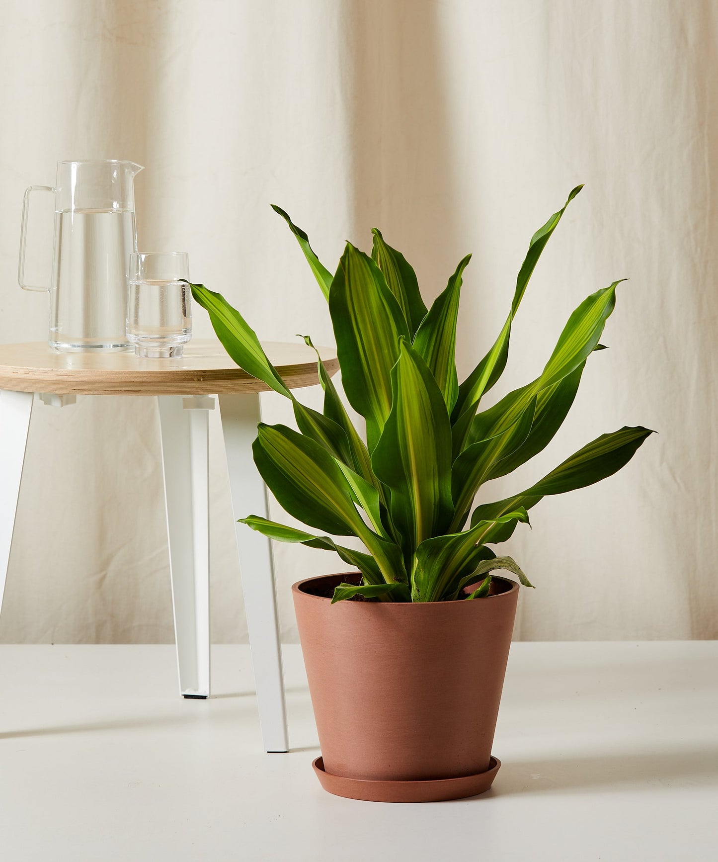 Dracaena Golden Heart