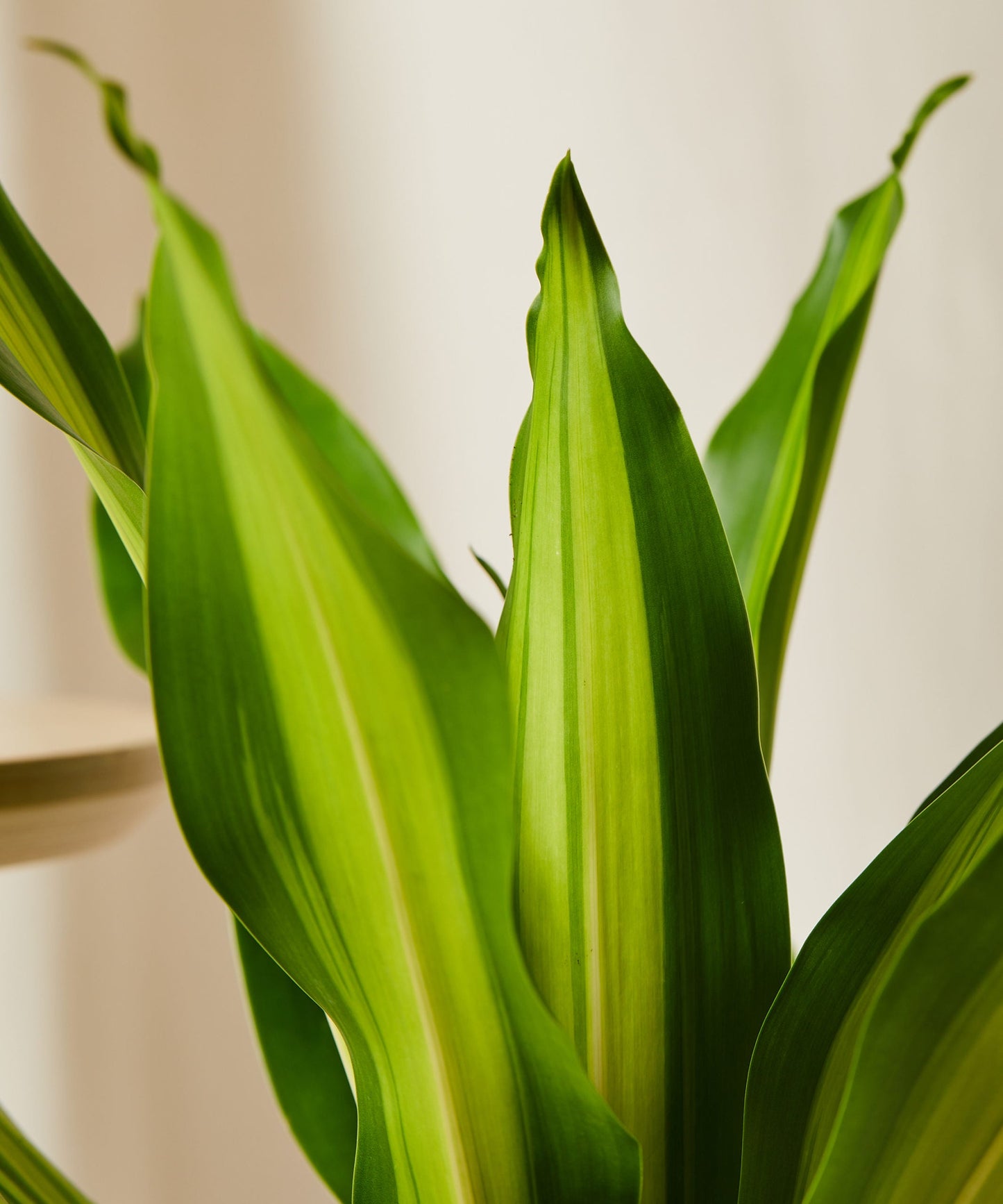 Dracaena Golden Heart