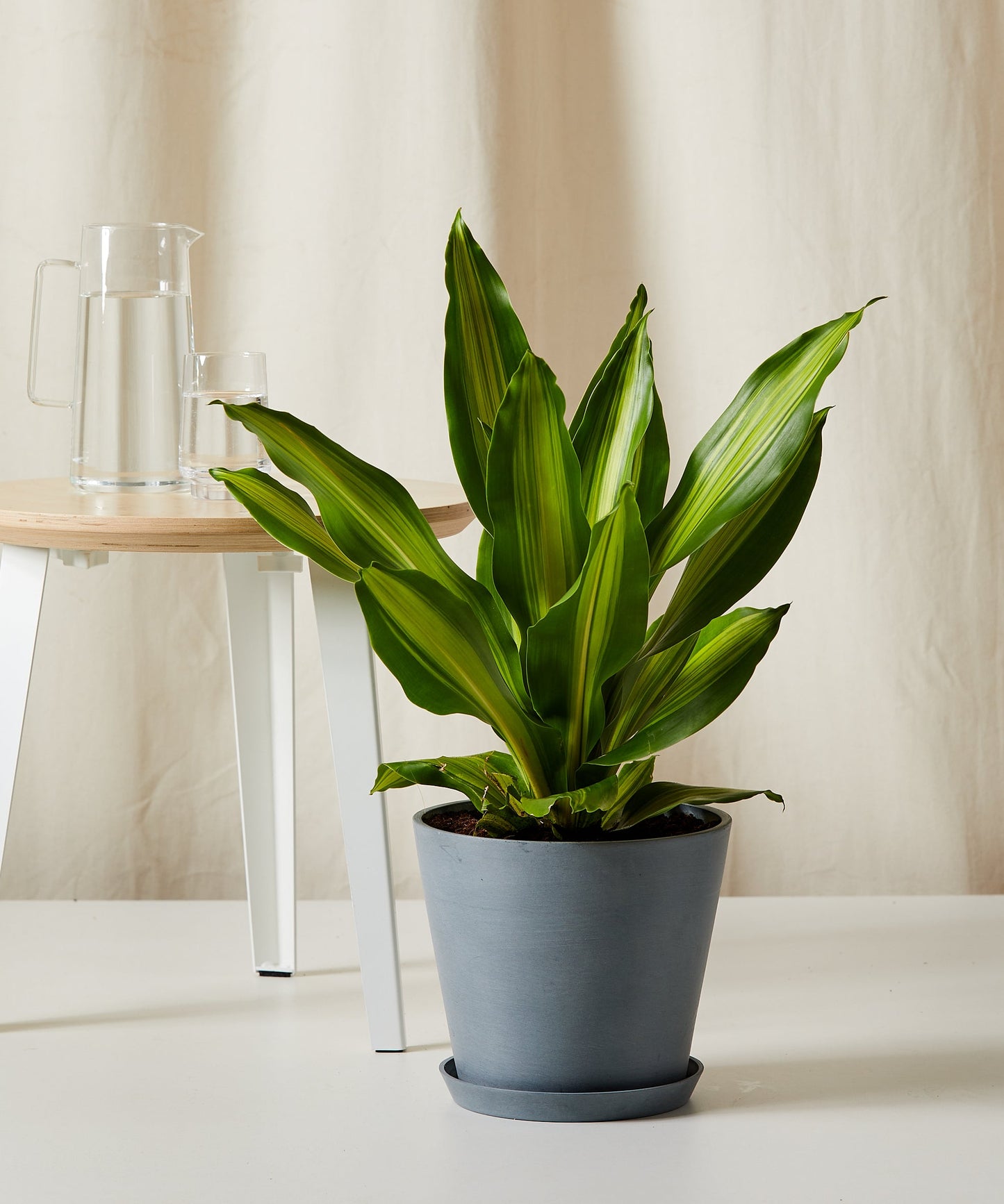 Dracaena Golden Heart