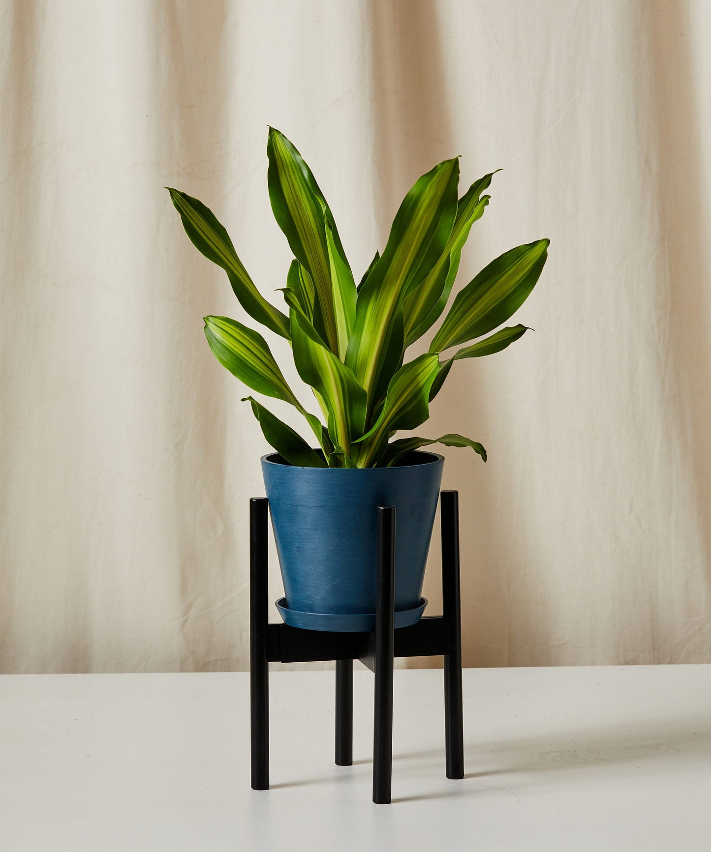 Dracaena Golden Heart
