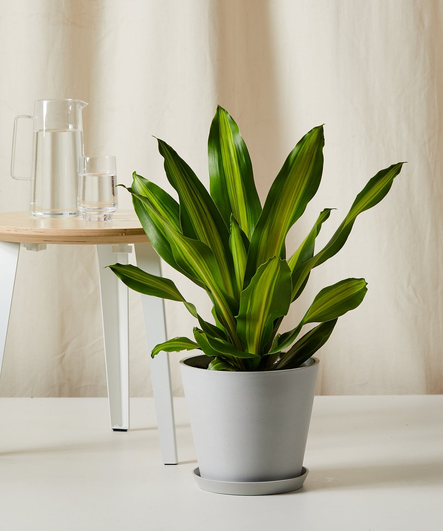 Dracaena Golden Heart