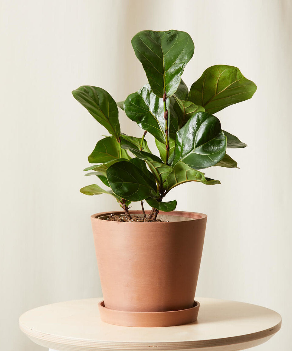 Little Fiddle Leaf Fig