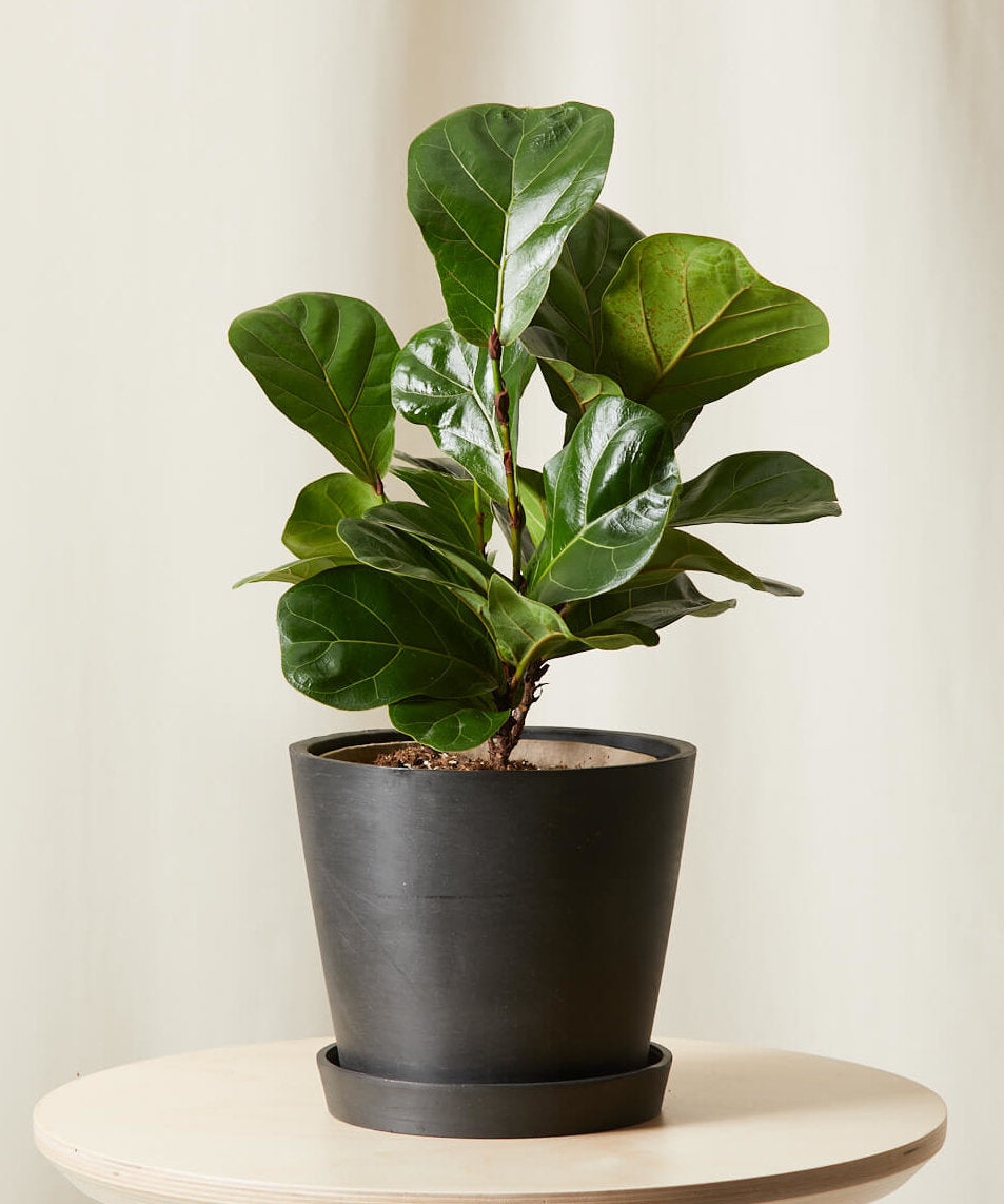 Little Fiddle Leaf Fig