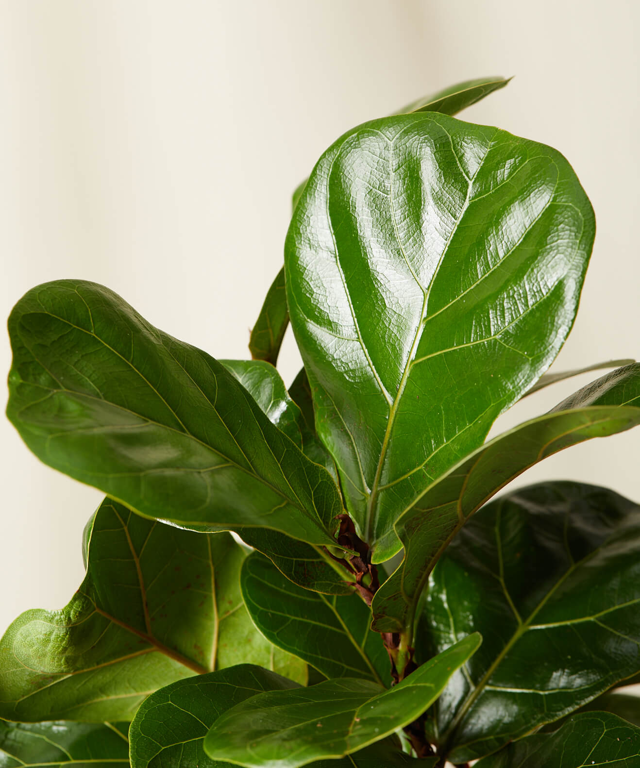 Little Fiddle Leaf Fig