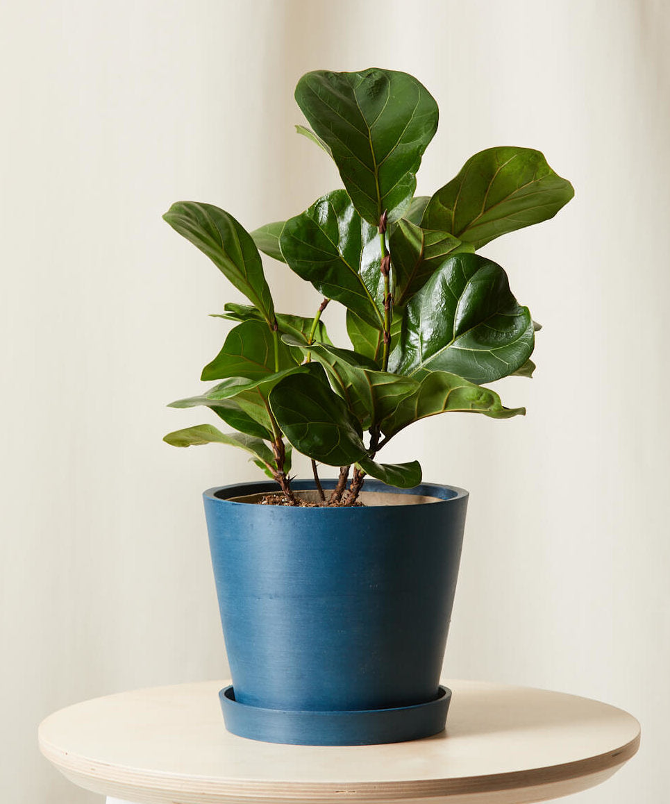 Little Fiddle Leaf Fig