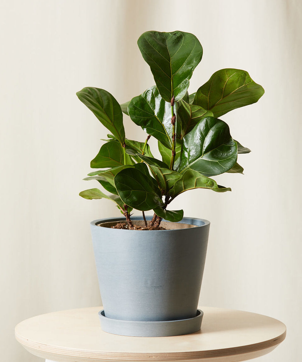 Little Fiddle Leaf Fig