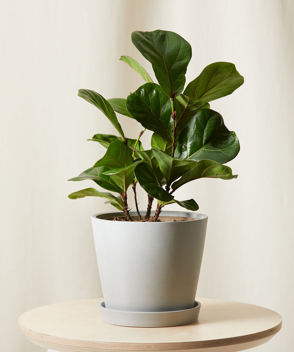 Little Fiddle Leaf Fig
