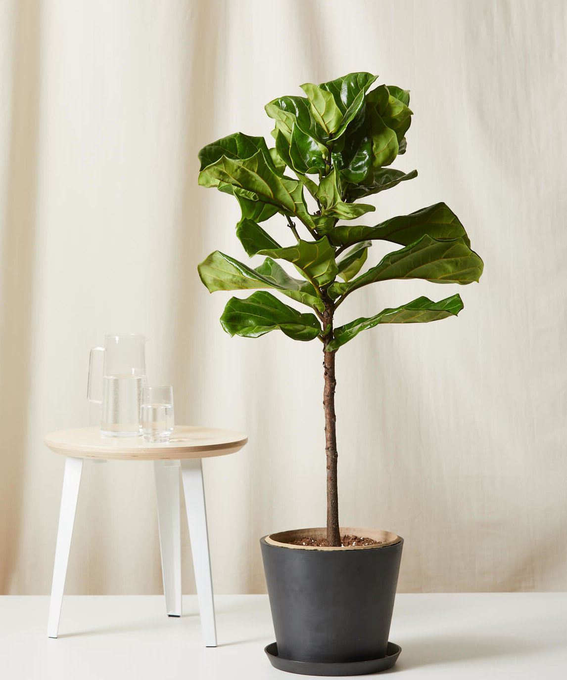 Buy Bloomscape Potted Fiddle Leaf Fig