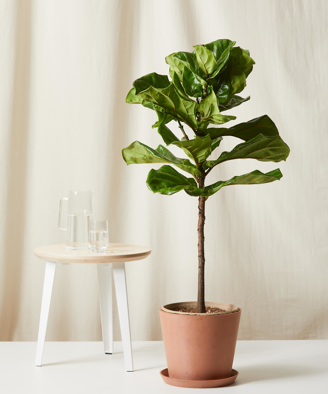 Buy Bloomscape Potted Fiddle Leaf Fig