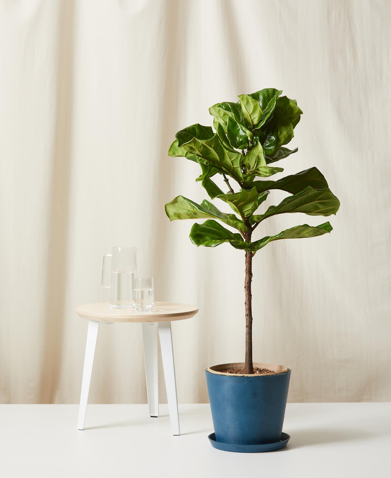 Bloomscape Extra-Large Large Fiddle Leaf Fig potted in Indigo Ecopot.