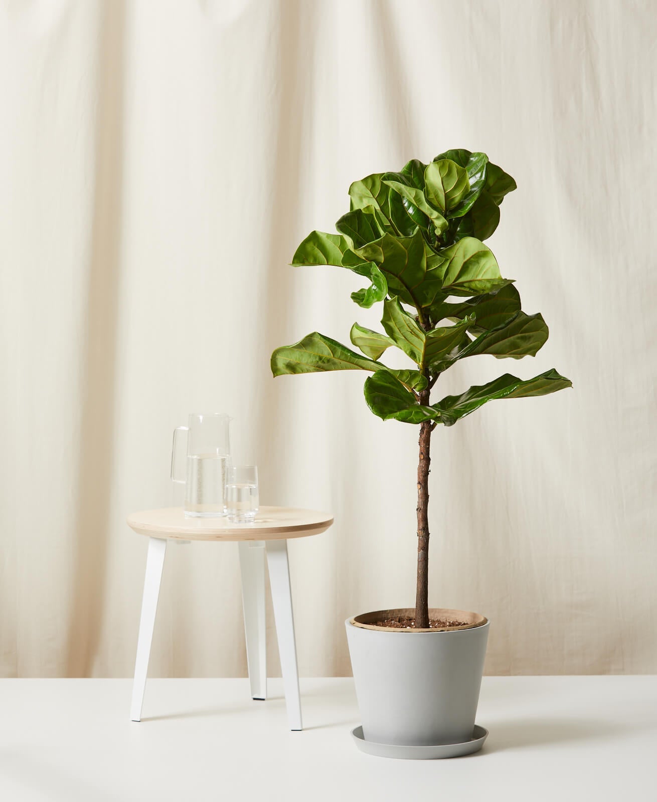 Buy Bloomscape Potted Fiddle Leaf Fig