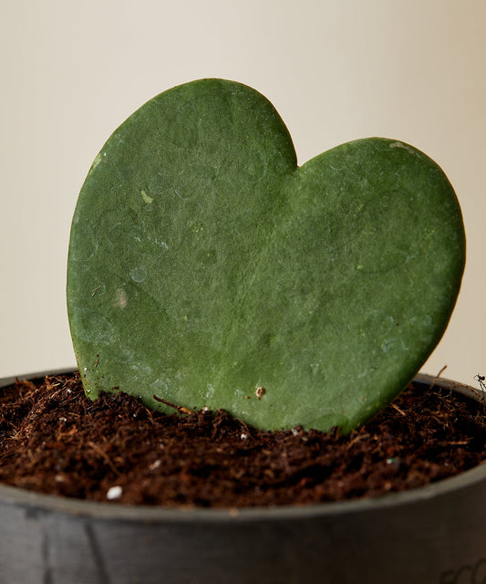 Hoya Heart