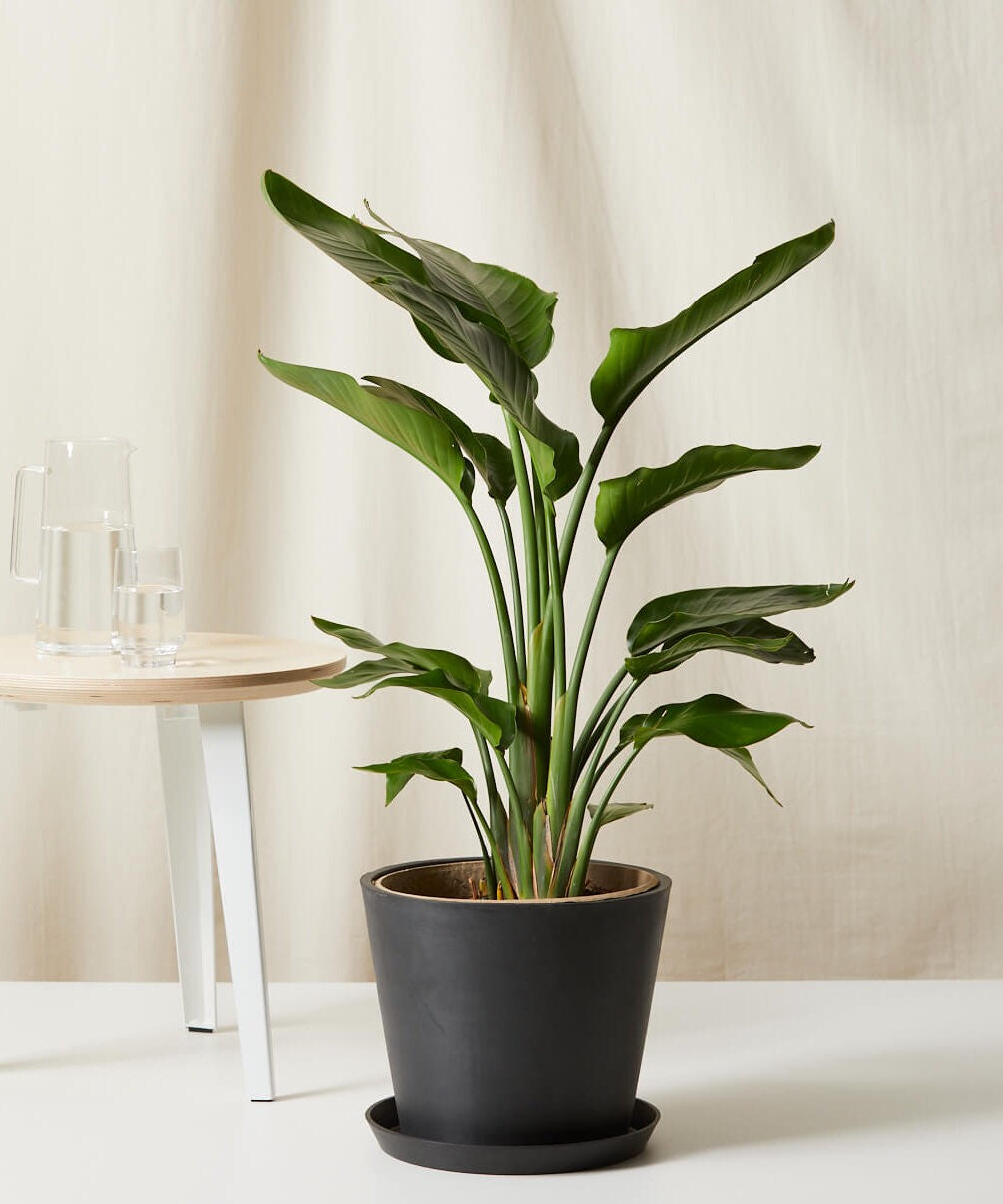 Bird of Paradise