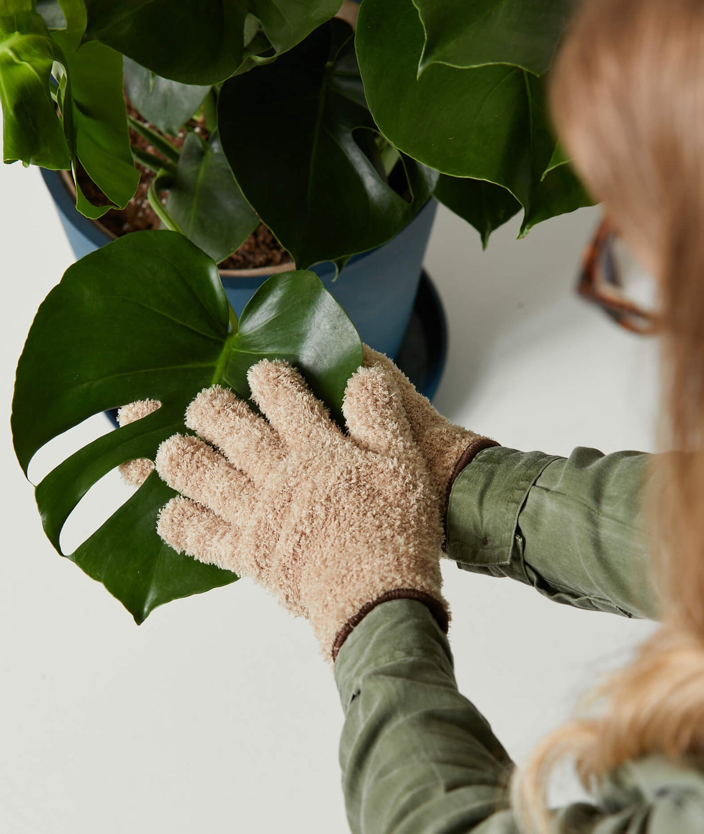 Monstera Deliciosa