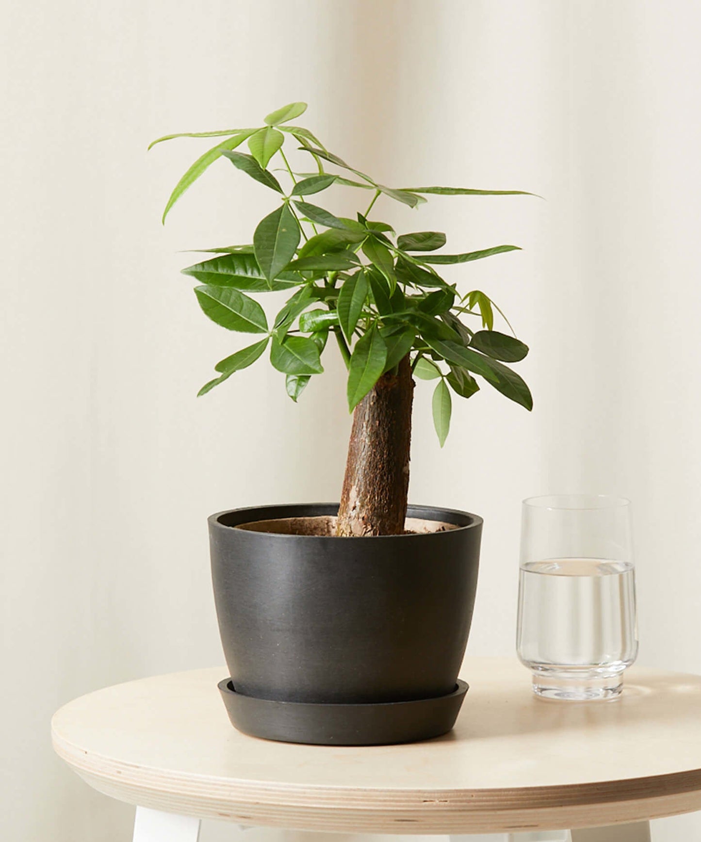 Mini Money Tree