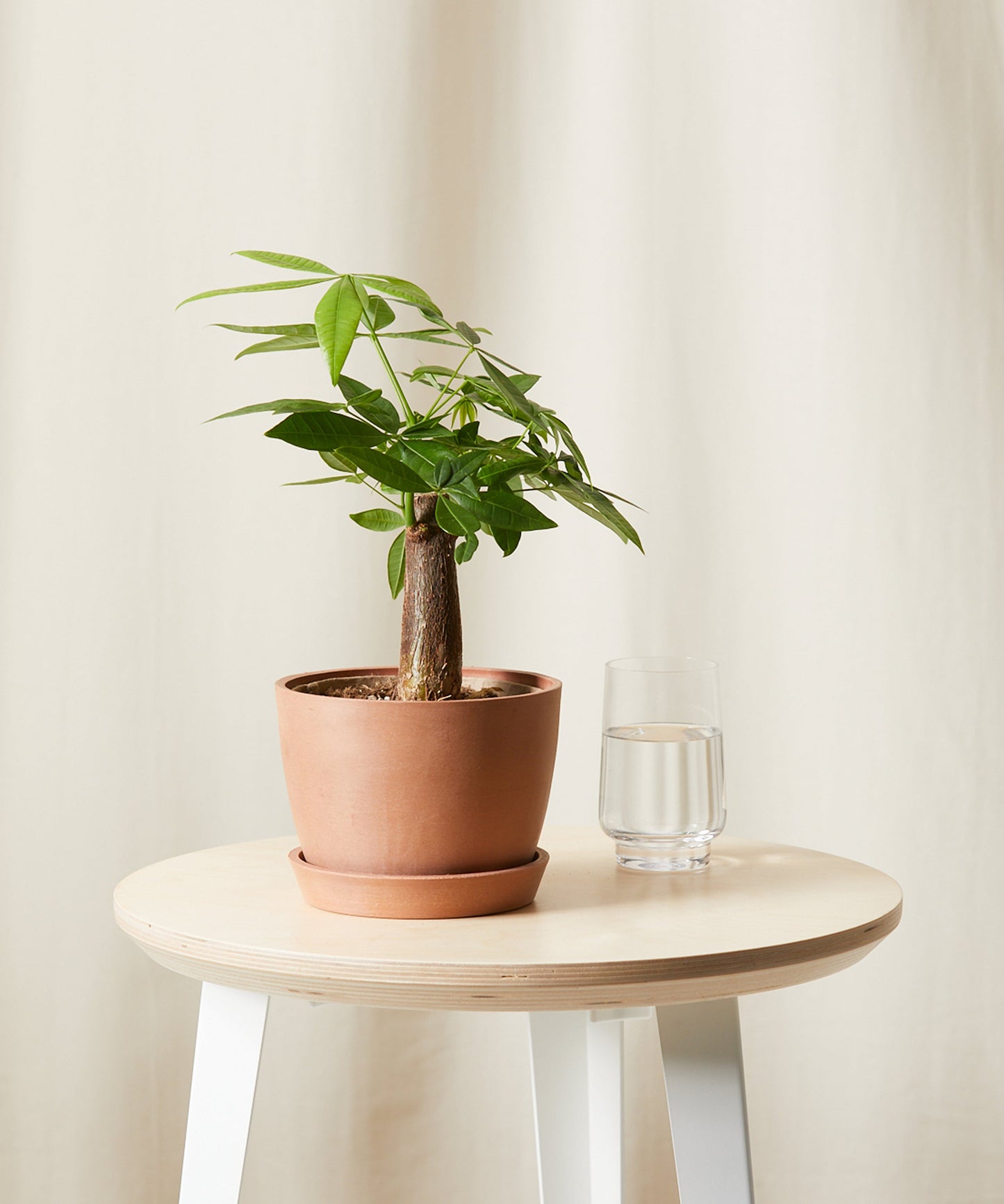 Mini Money Tree