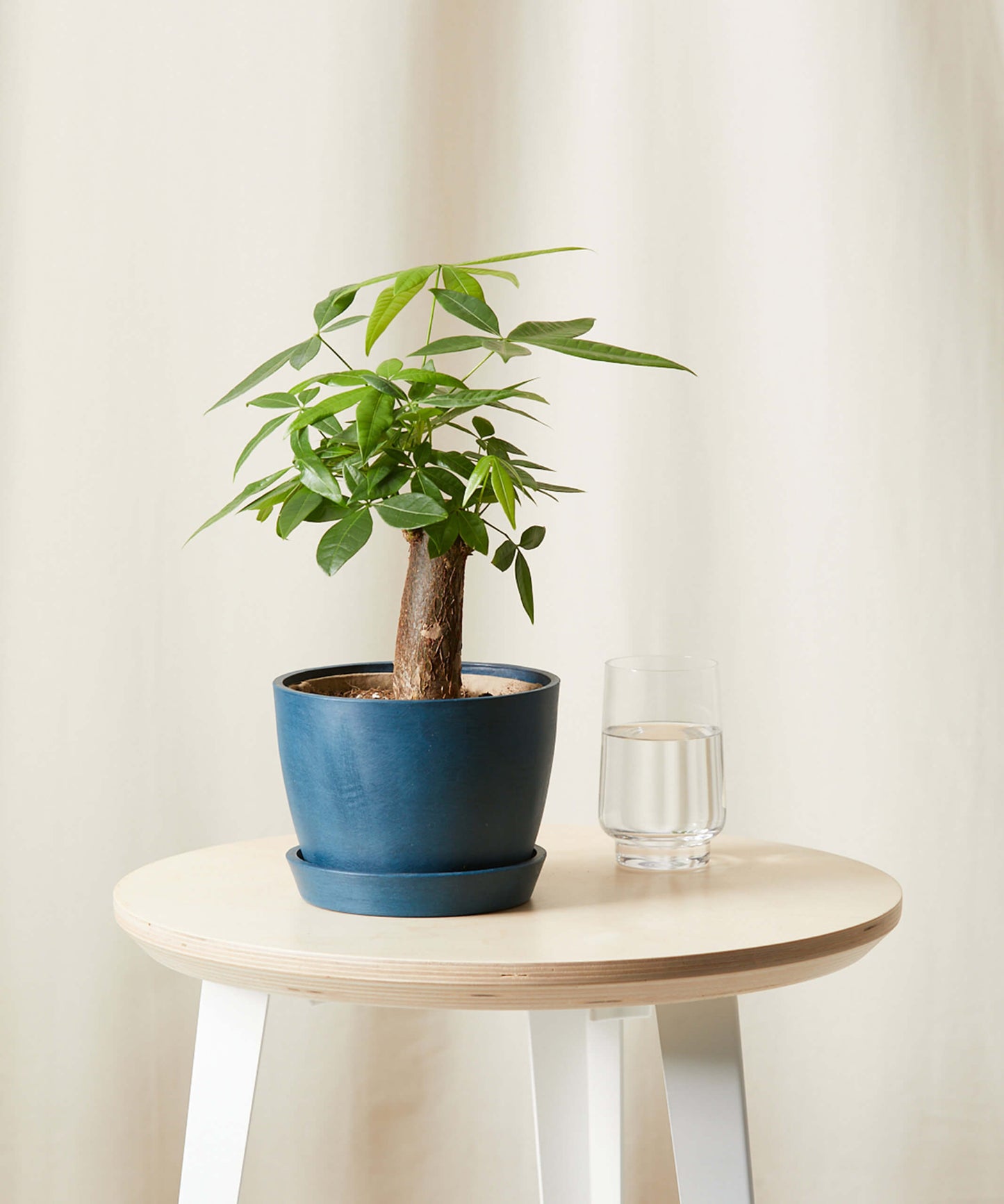 Mini Money Tree
