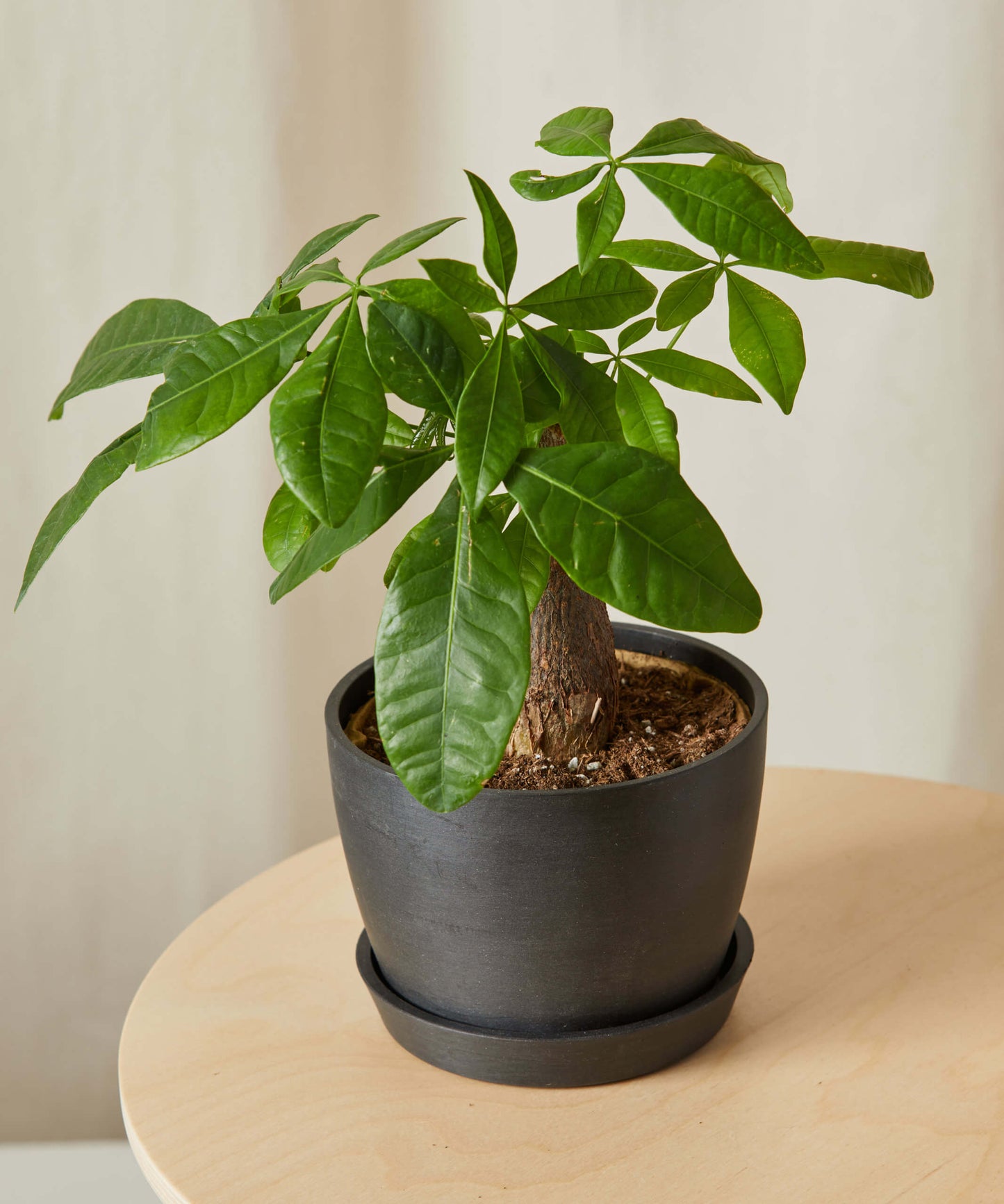 Mini Money Tree