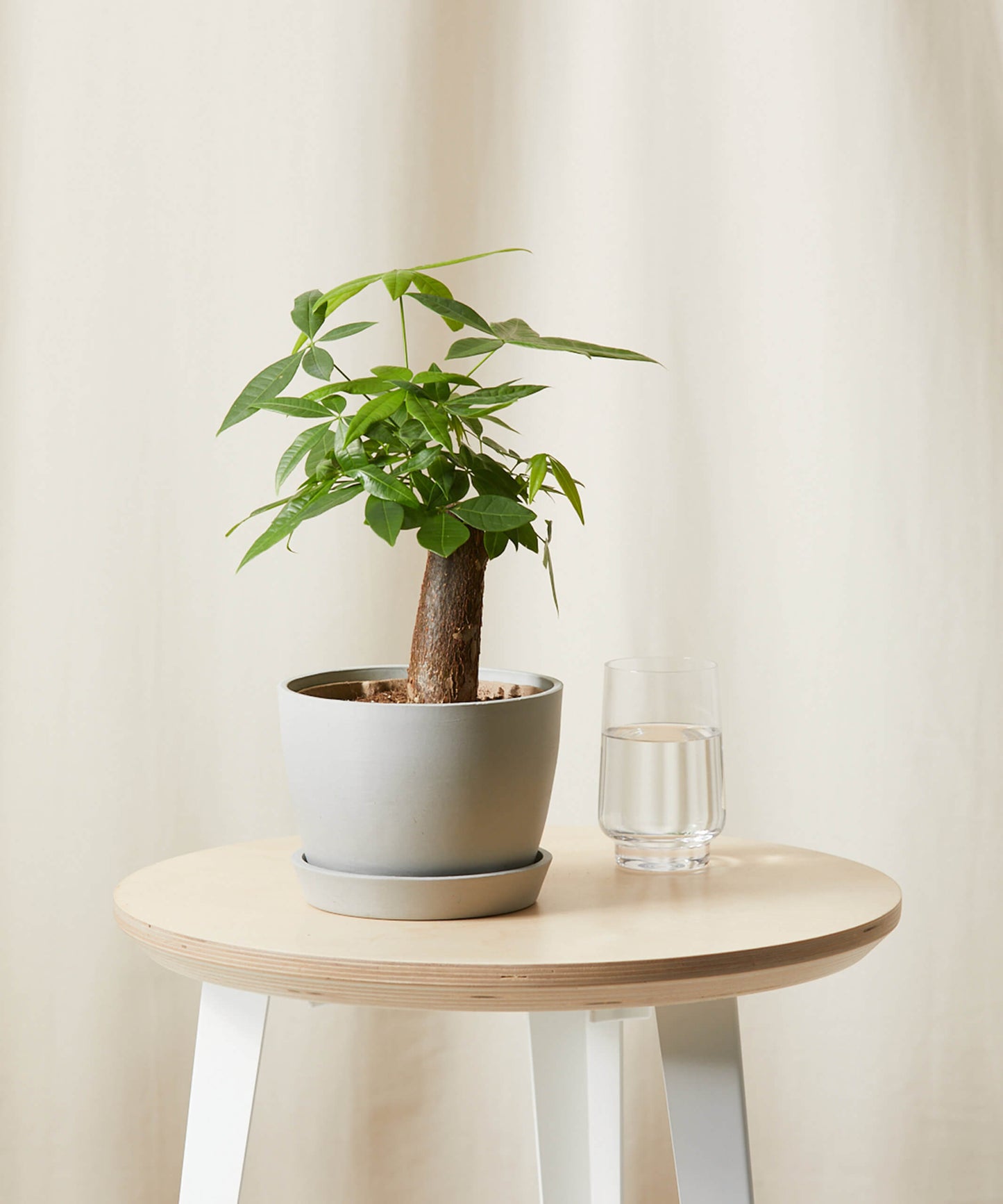 Buy Bloomscape Potted Mini Money Tree