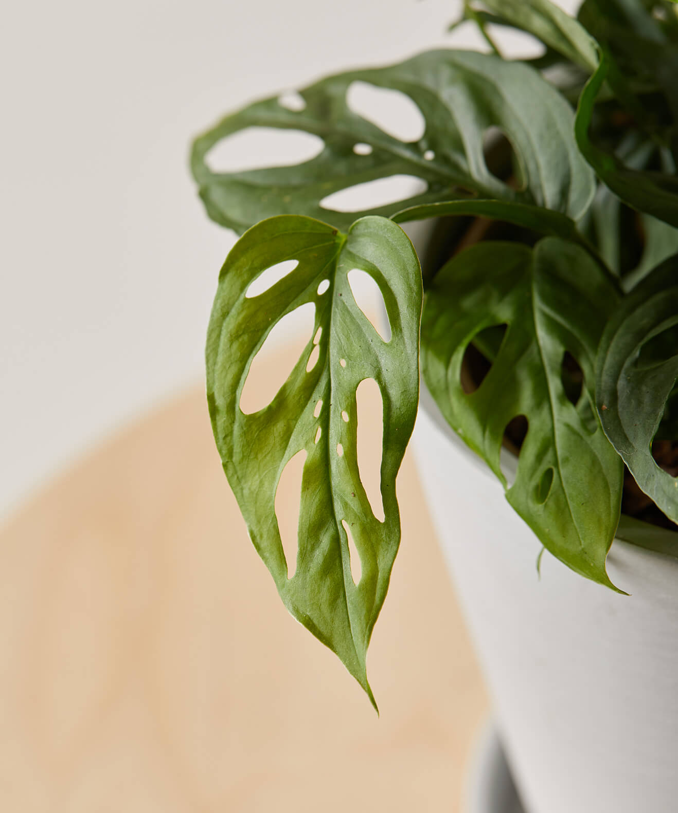 Monstera Adansonii