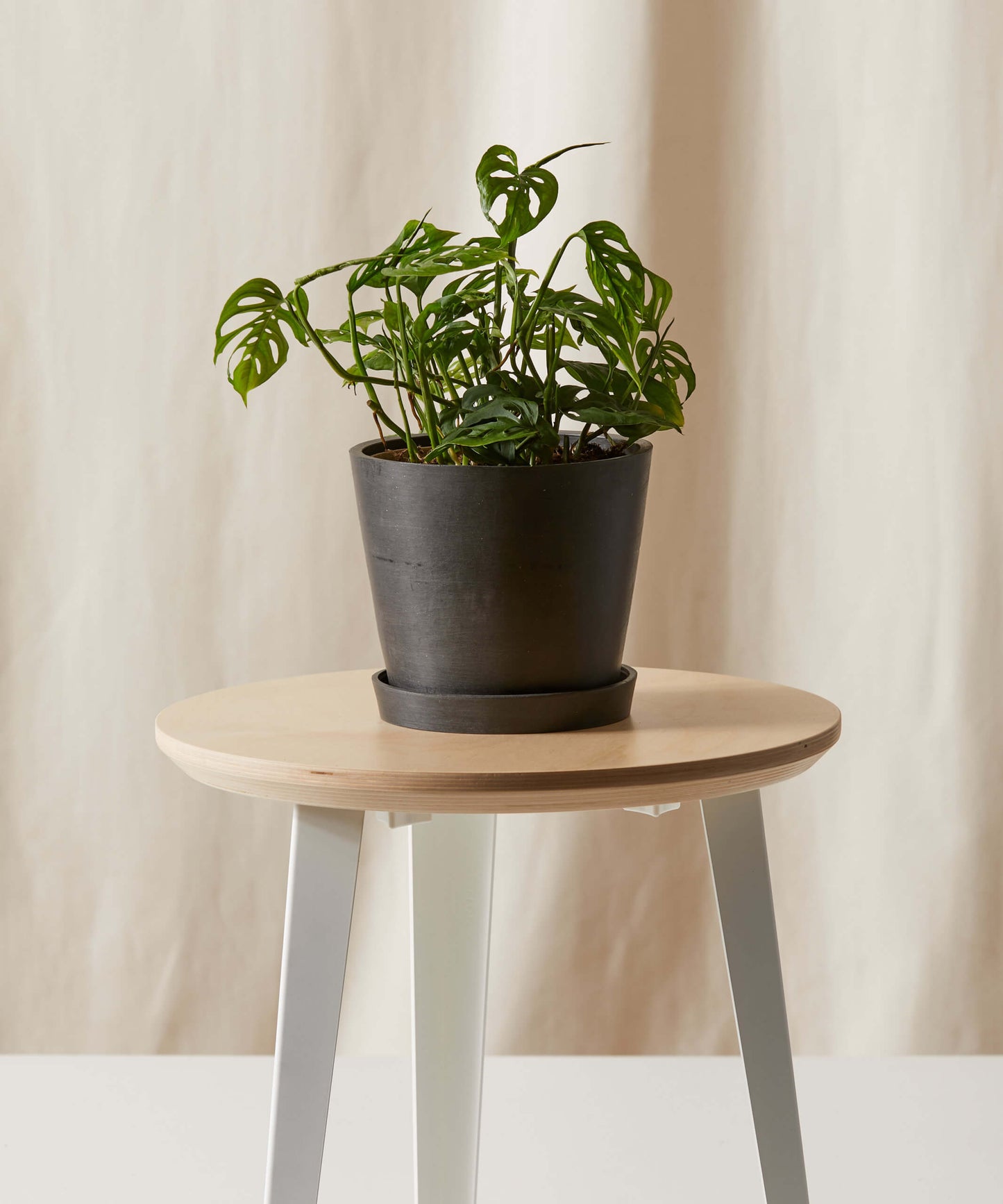 Monstera Adansonii