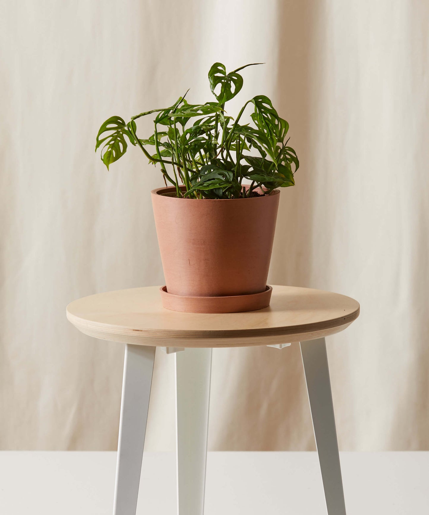Monstera Adansonii