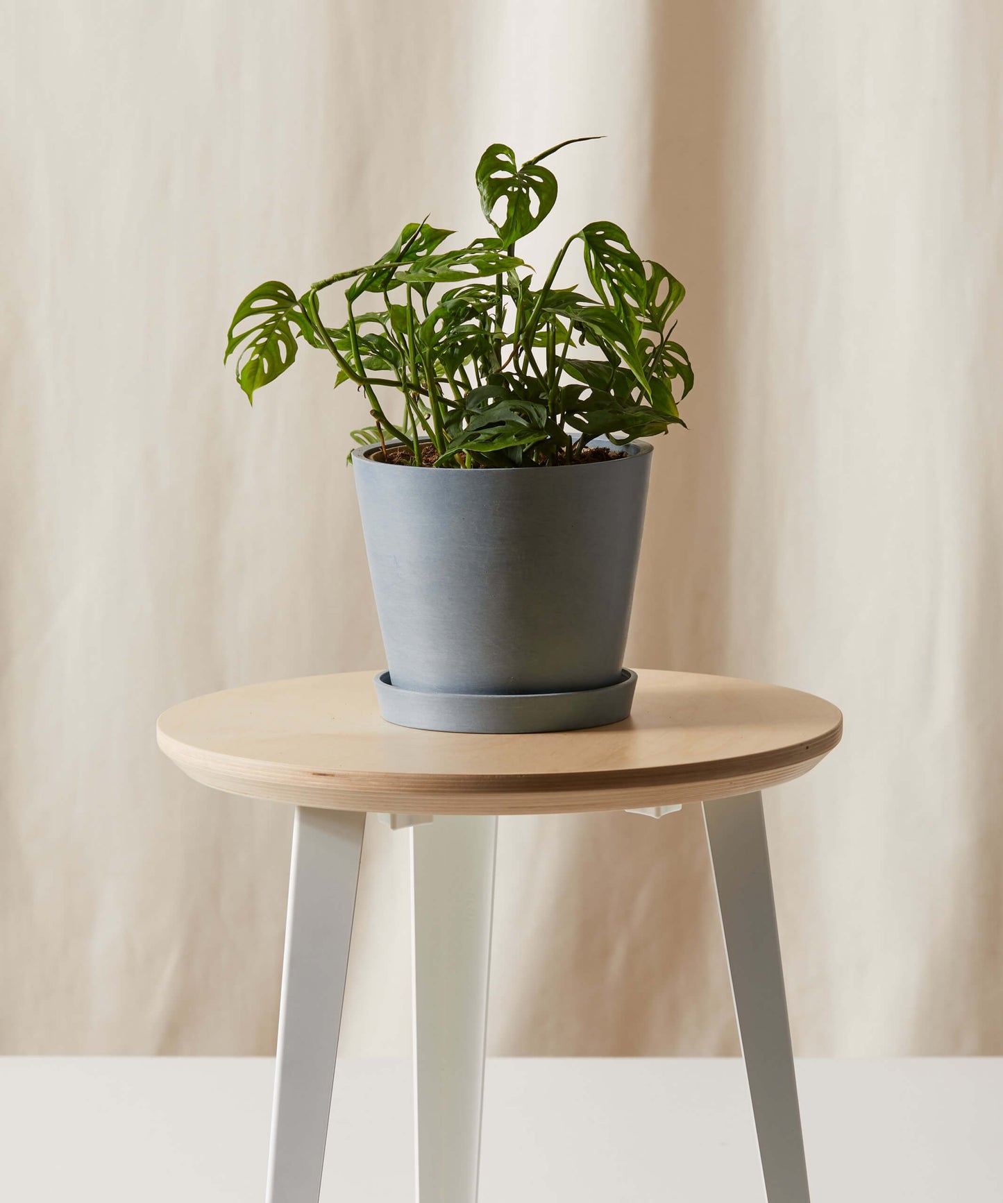 Monstera Adansonii