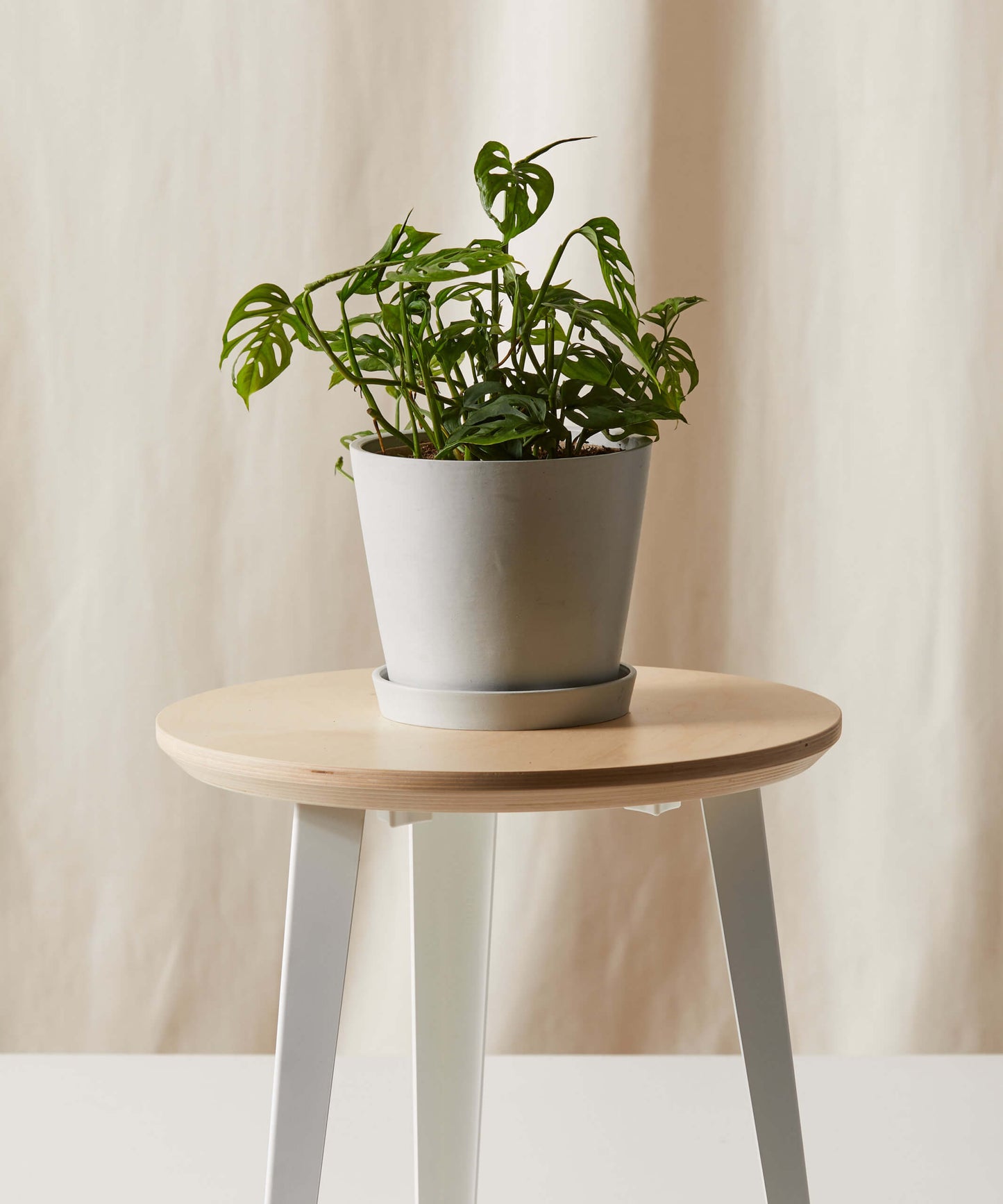 Monstera Adansonii