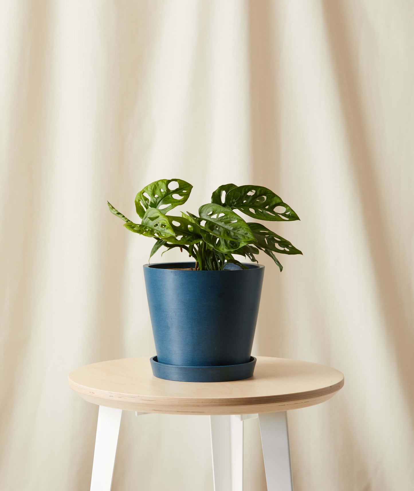 Monstera Adansonii