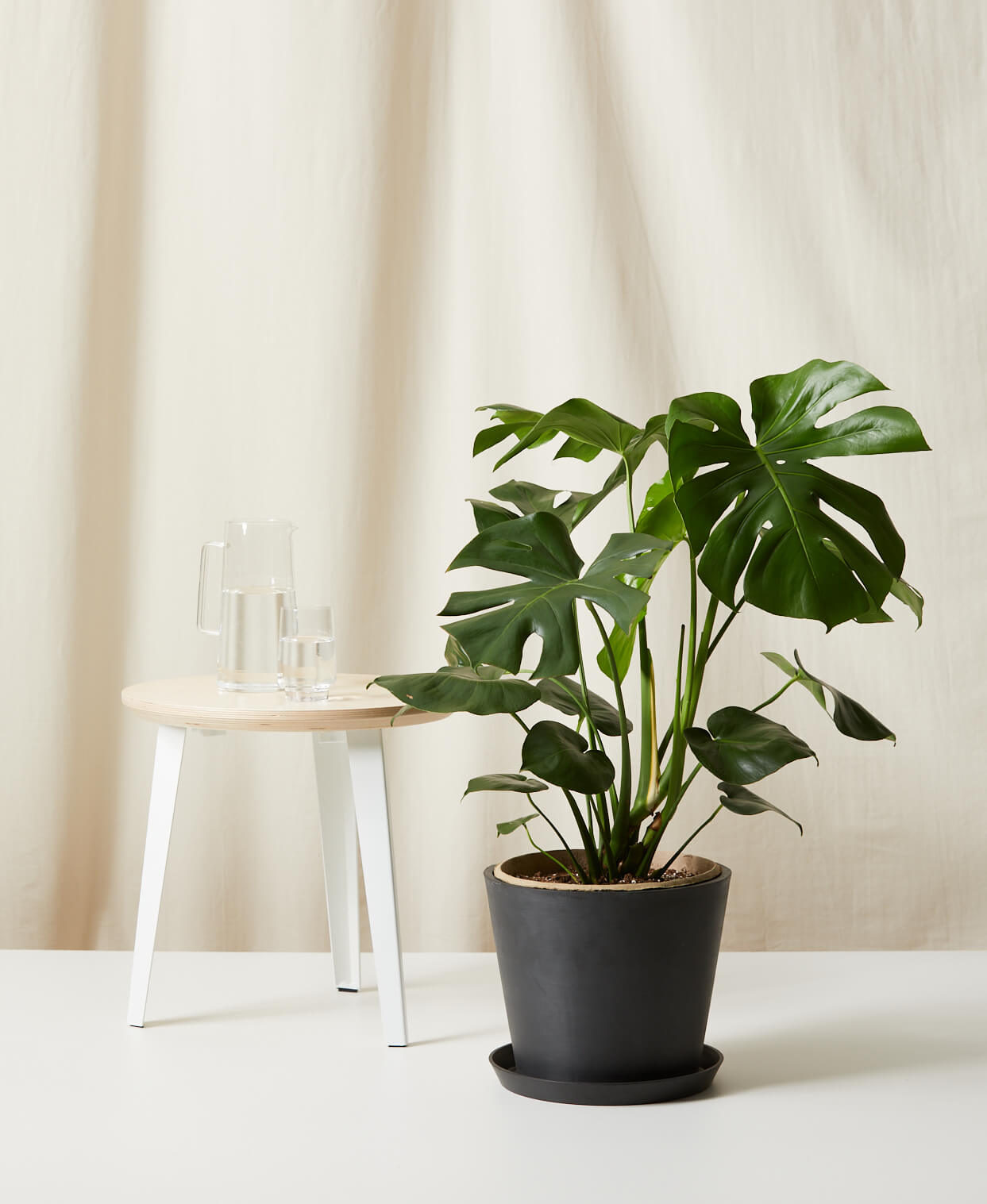 Monstera Deliciosa