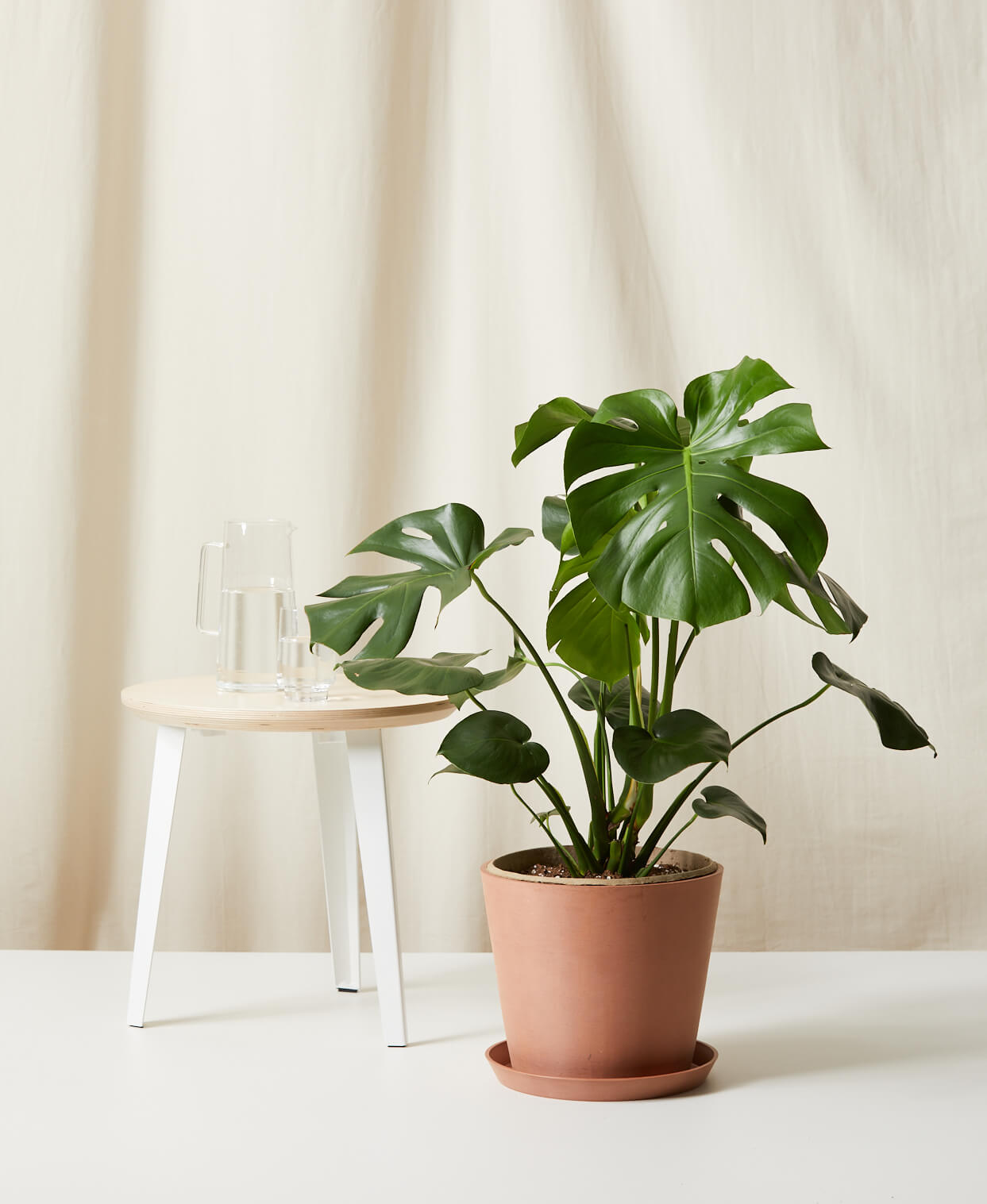 Monstera Deliciosa