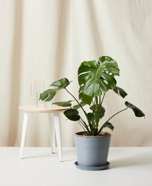 Monstera Deliciosa