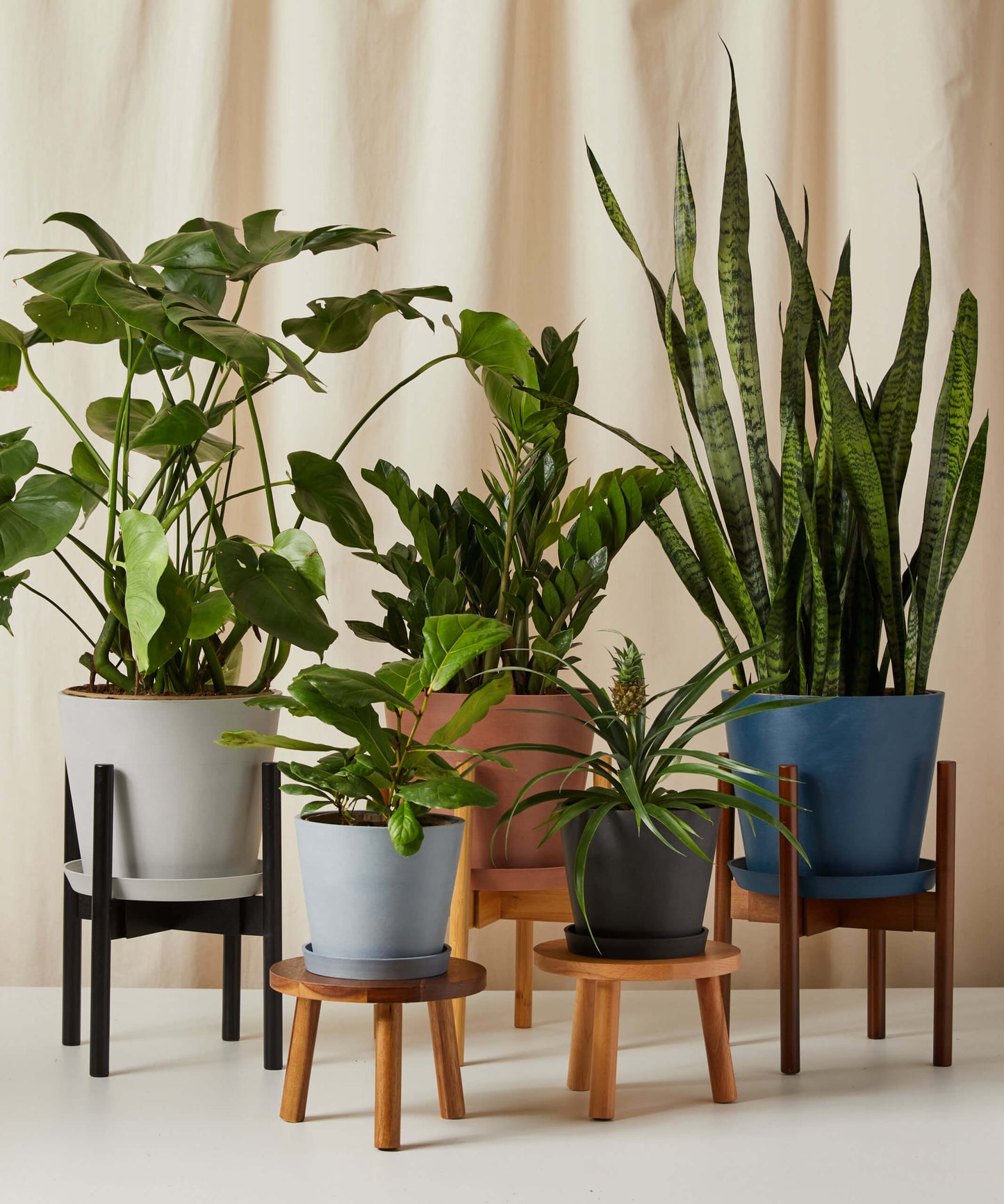 ZZ Plant